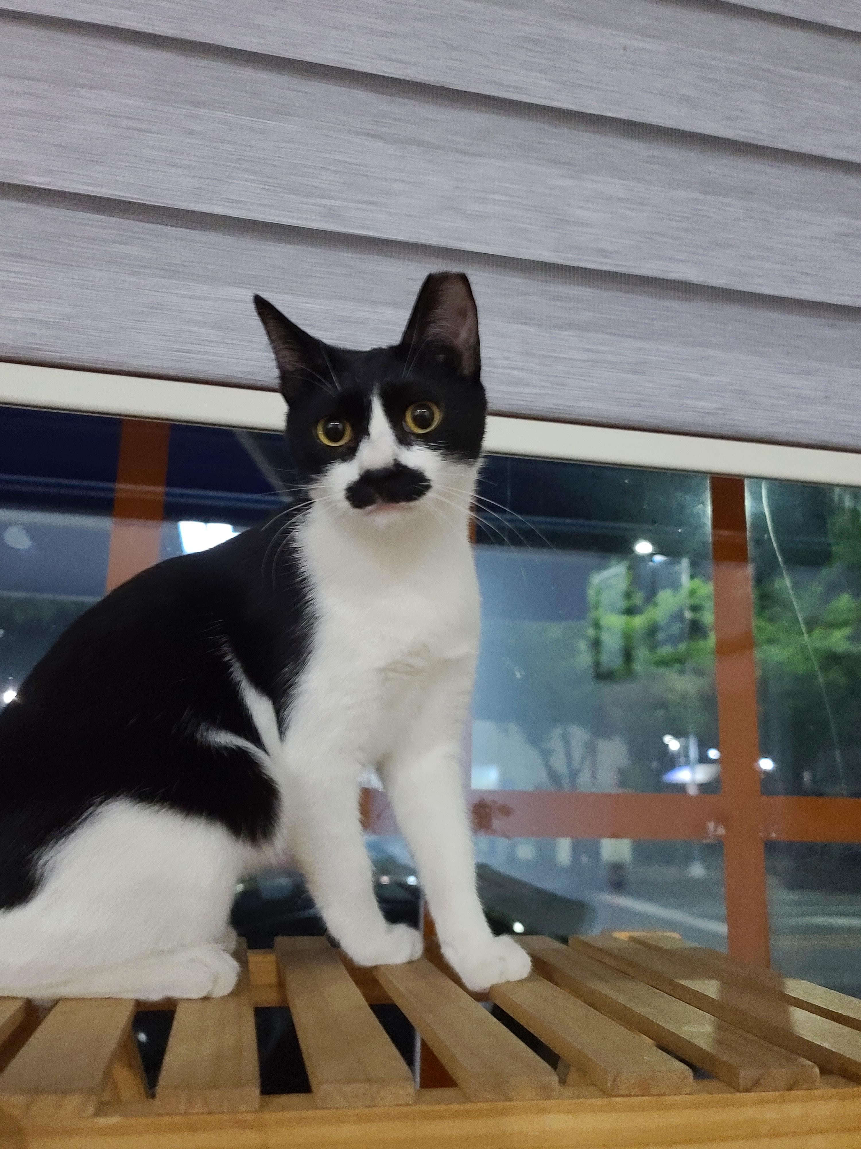 냥린이날 공룡스크래쳐 선물!!