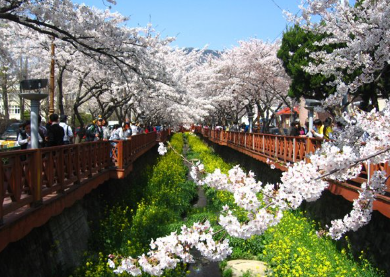 국내 벚꽃 명소 이미지