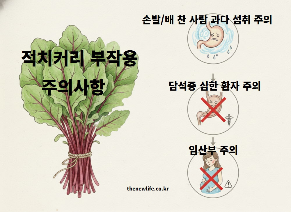 차가운 성질로 인한 복통 주의 및 담석증 환자와 임산부의 적치커리 섭취 시 주의사항 안내 이미지