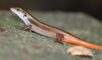 양서류 인기종별 장단점 비교 분석