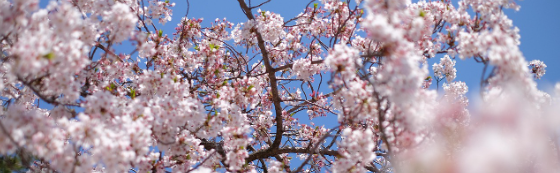 2025 진해 군항제 일정 및 벚꽃 축제