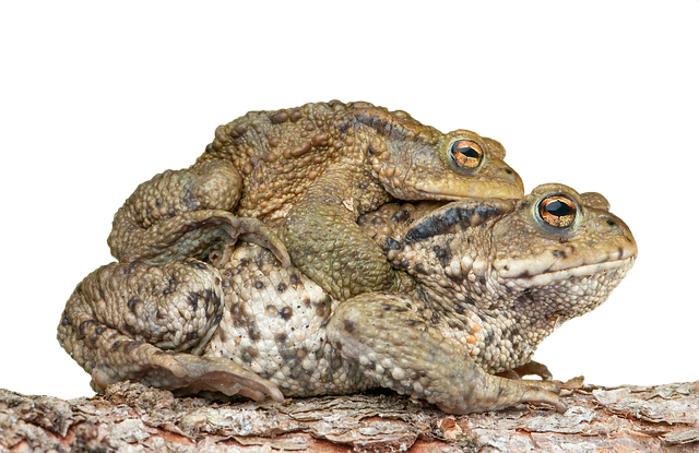 두꺼비 꿈해몽&amp;#44; 두꺼비꿈&amp;#44; 금두꺼비꿈해몽&amp;#44; 