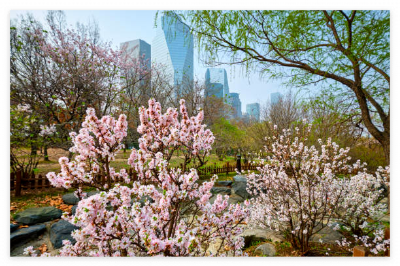 여의도-봄꽃-축제