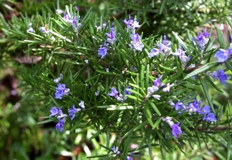 로즈마리 (Rosemary)