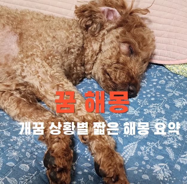 잠 자고 있는 강아지