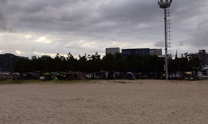 솔밭에 자리한 텐트들