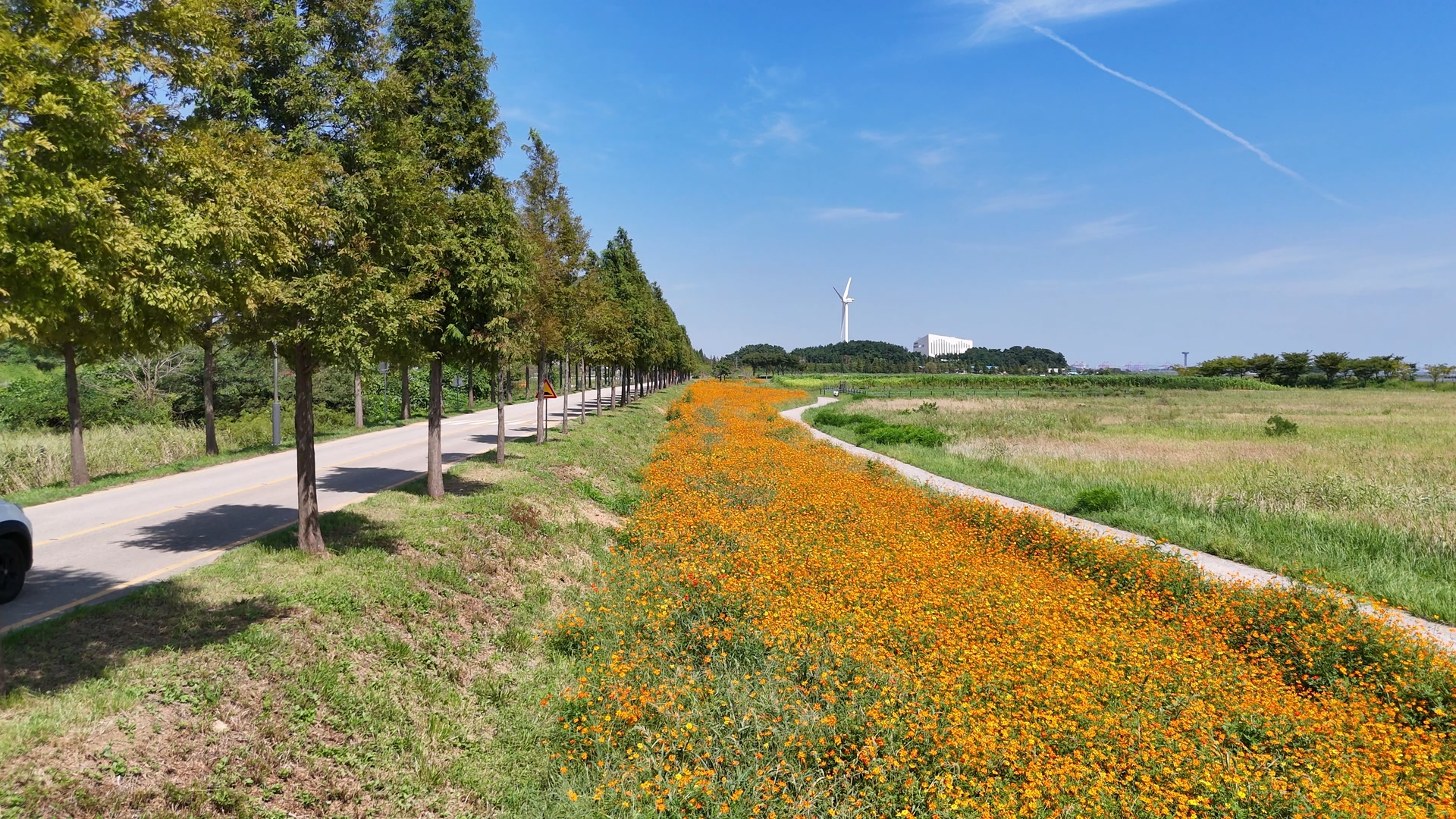 대부도 바다향기테마파크 코스모스