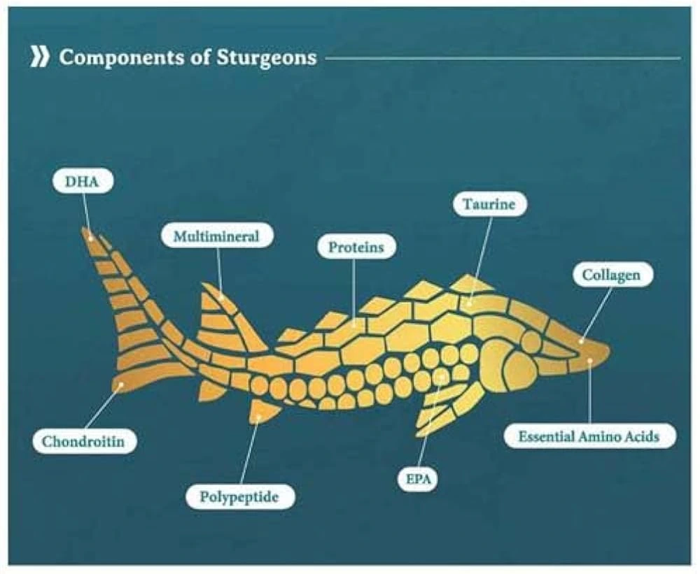 철갑상어콘드로이친
