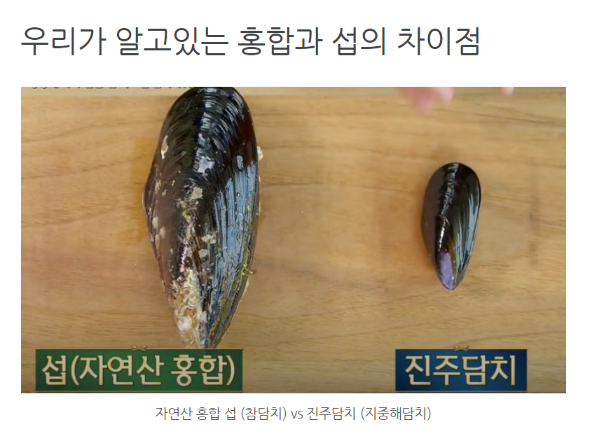 섭 홍합의 차이