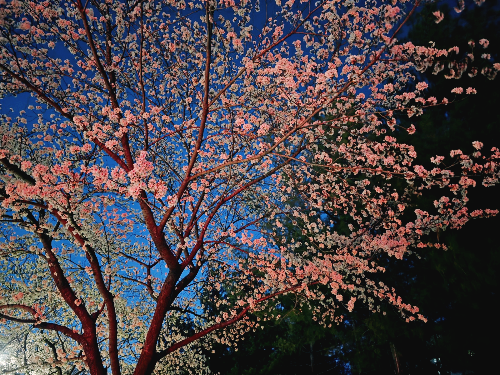 저녁 산책길의 벚꽃