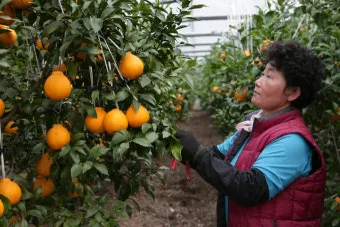 한라봉 재배 비가림 재배 가지 전정 당도 높이기_12