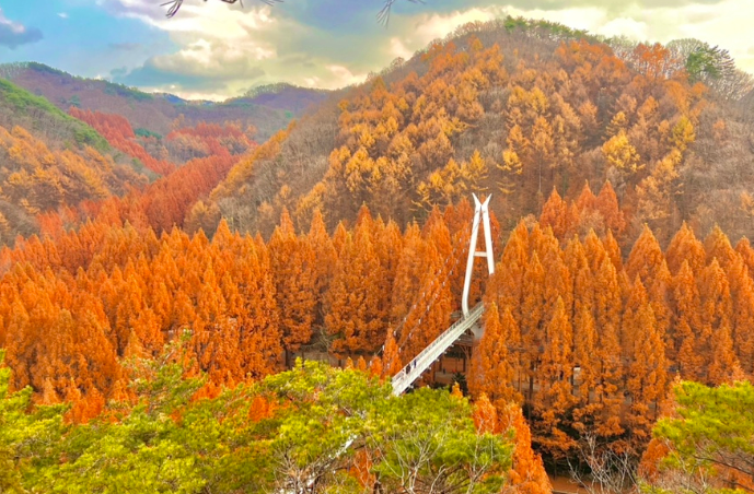 대전 단풍 명소 TOP3, 장태산이 특별한 이유