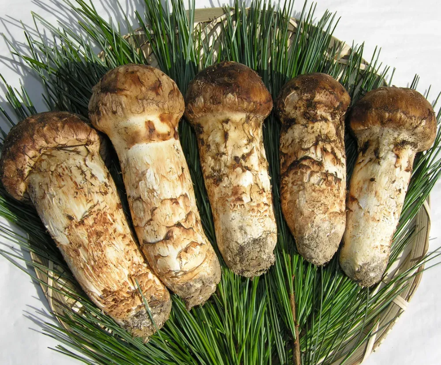 양양 맛집 추천