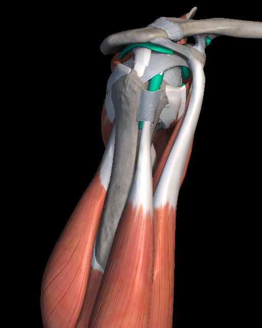 어깨 통증 원인 증상 치료법