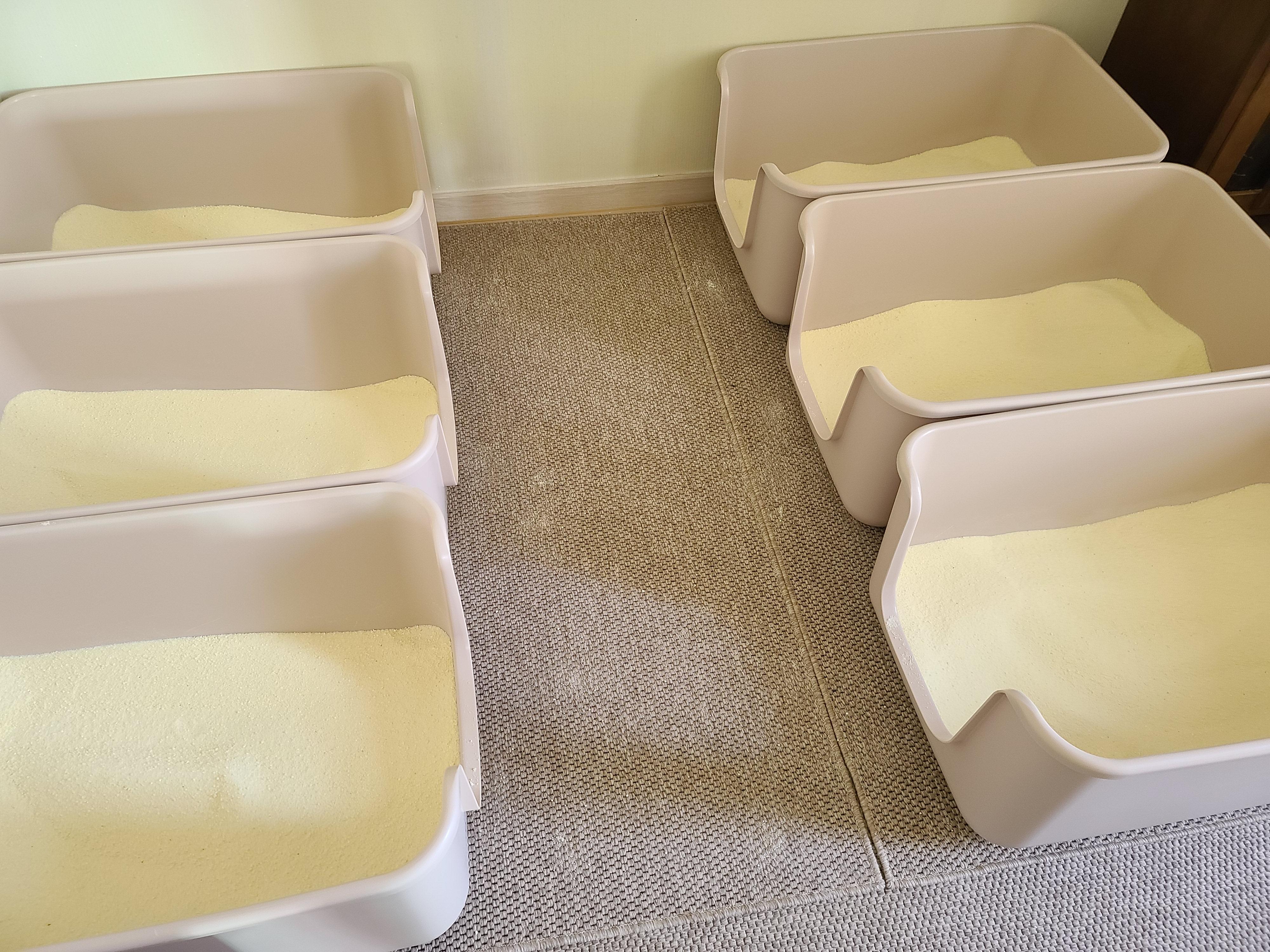 9냥이 집사의 눈뜨면 하는 일들.