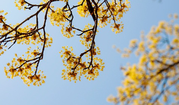 구례 산수유축제