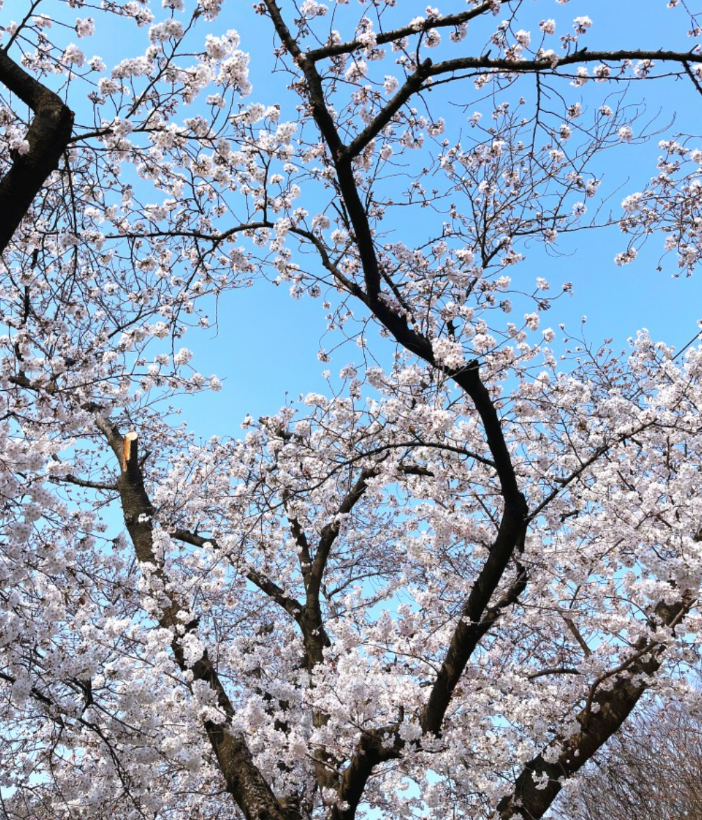 2026 벚나무류 벚꽃 개화시기 만개일 안내지도 