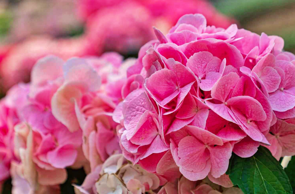 낭만수국전, 서울식물원