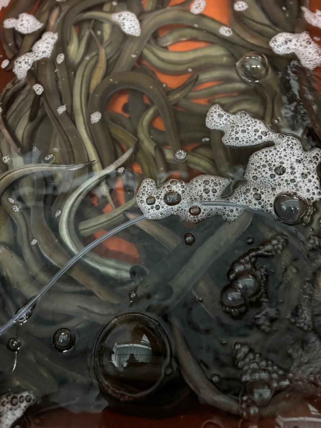 자연산 민물장어 가격이 너무 좋아요~ 자연산 장어는 자주 접하지 못하는 거 같은데 큰 이유가 아무래도 비싼 가격이 아닐까 행각해요~ 그런데 이게 웬걸 가격이 너무 좋았고 맛이 얼마나 쫀득거리는지 안 먹어본 사람은 절대 모르는 그 식감이 있어요. 그럼 민물장어와 바다 장어 차이와 왜 민물장어가 비싼지도 궁금하겠지요? 내 돈 내산후기!