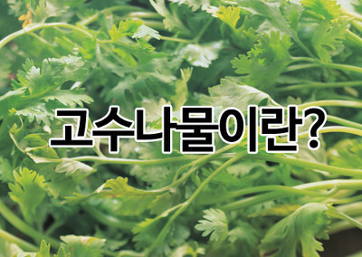 고수나물이란?