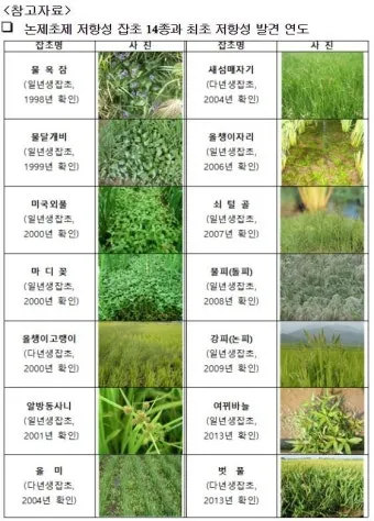 잡초 방제 전략 광폭멀칭 피복재 선발아 겨울관리_4