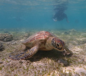 거북이와 함께하는 하루