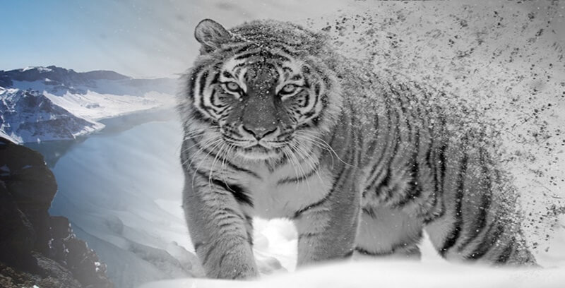 호랑이 꿈해몽 10가지 정리.일곱번째