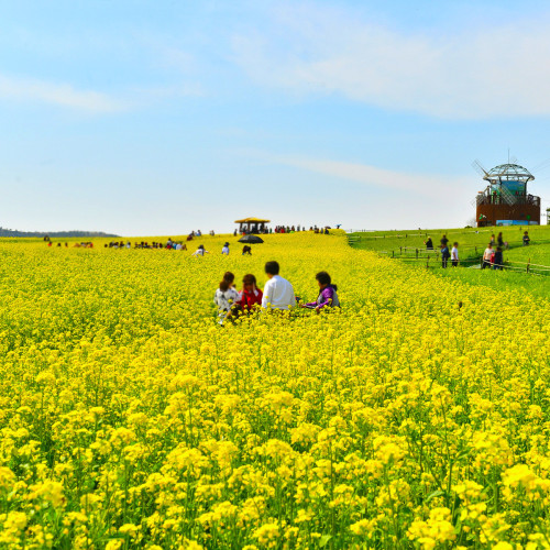 2025 고창 청보리밭 축제