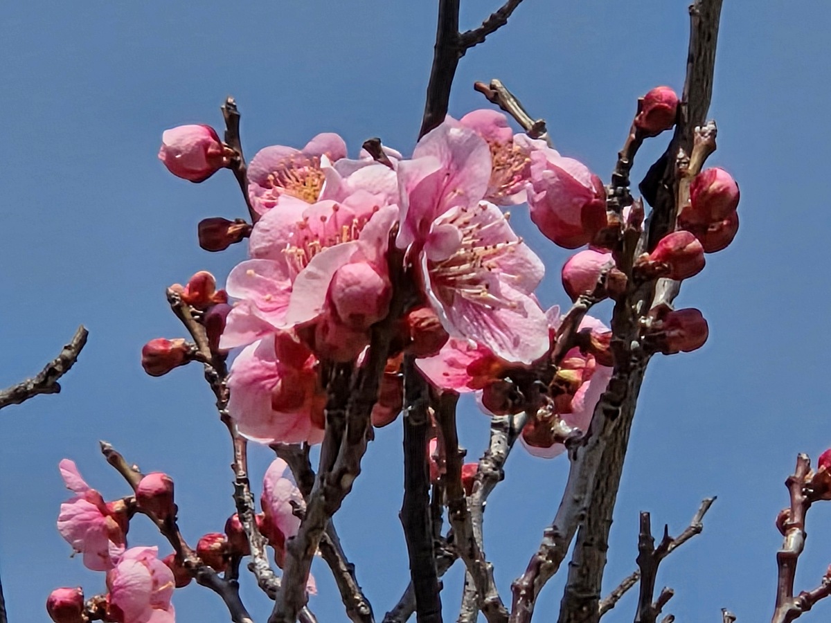 2025년 경인 아라뱃길 매화동산&amp;#44; 인천 매화마을: 주차&amp;#44; 먹거리