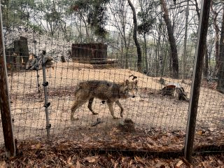 늑구 근황 | 성심당 늑구빵 | 대전 오월드 스타 늑대
