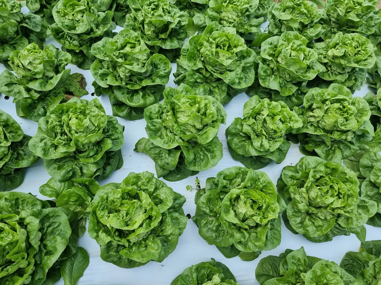 로메인 재배 재식 거리 통풍 확보 병해 줄이기_1