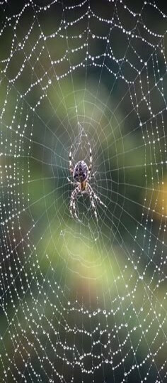 거미가-나무사이에-거미줄을-촘촘히-쳐놓고-가운데서-먹이를-기다리는-모습