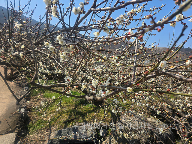 광양매화축제 실시간
