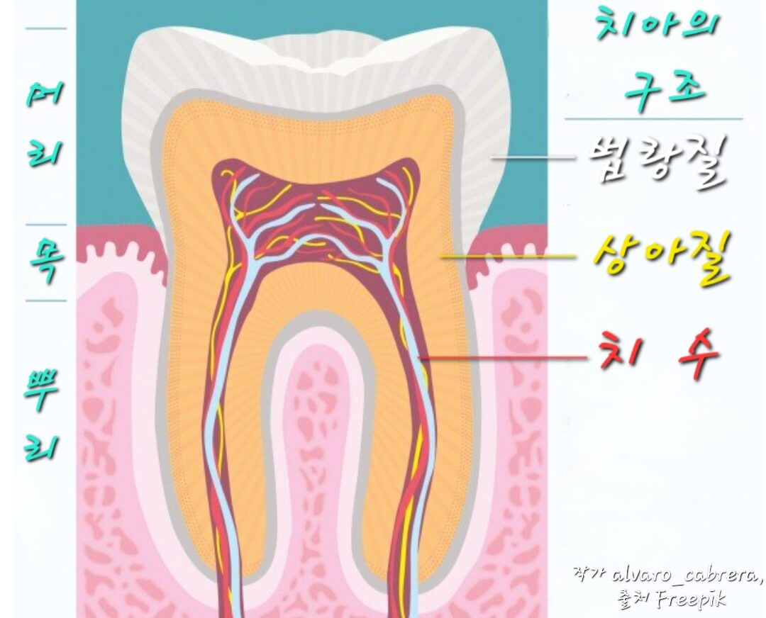 치아의구조