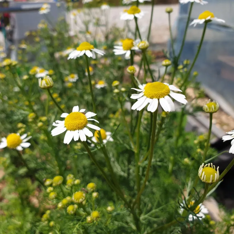 카모마일 재배 직파 심기 연속 개화 수확 건조_2