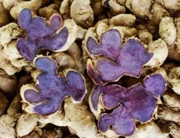 파비플로라 효능