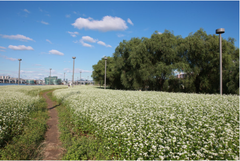 한강페스티벌 반포한강공원