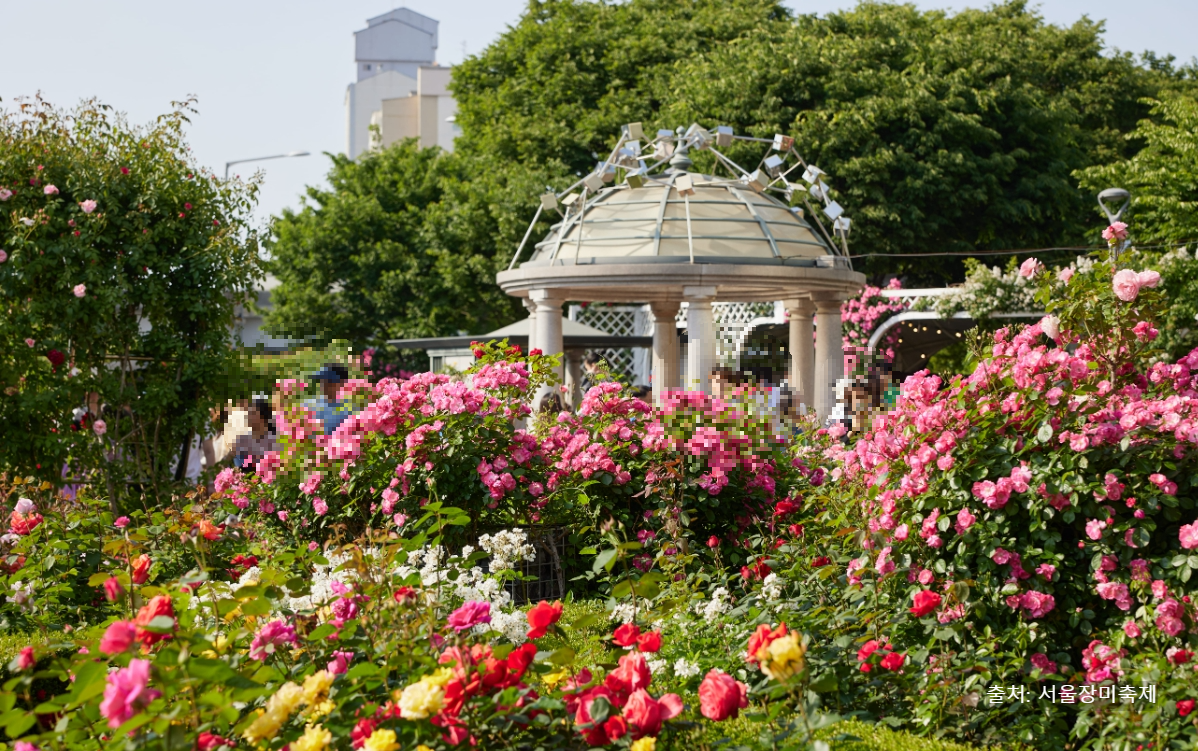 중랑 장미축제 안내