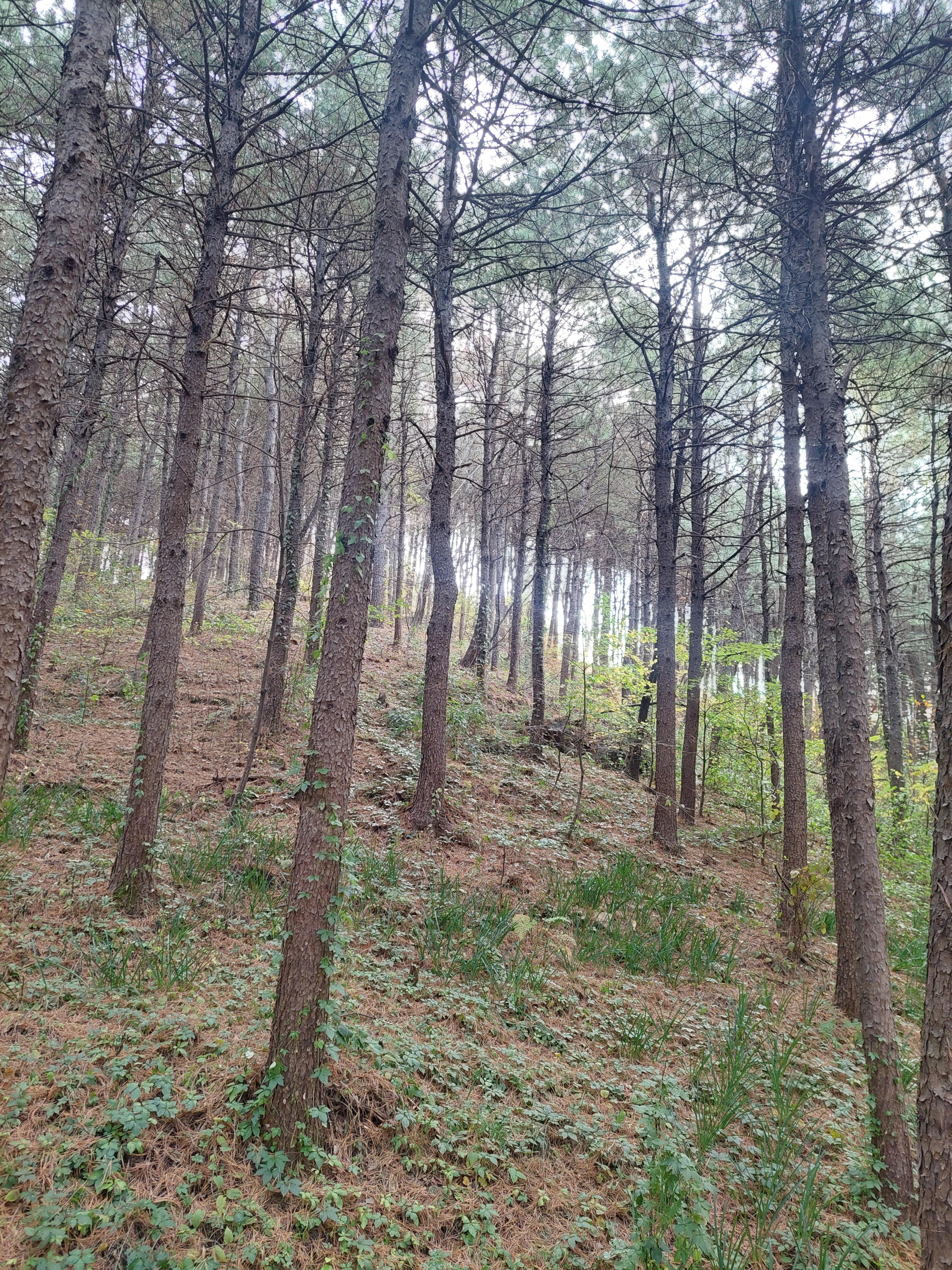 안산