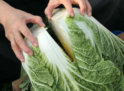 김장김치-절임배추-배추절이기