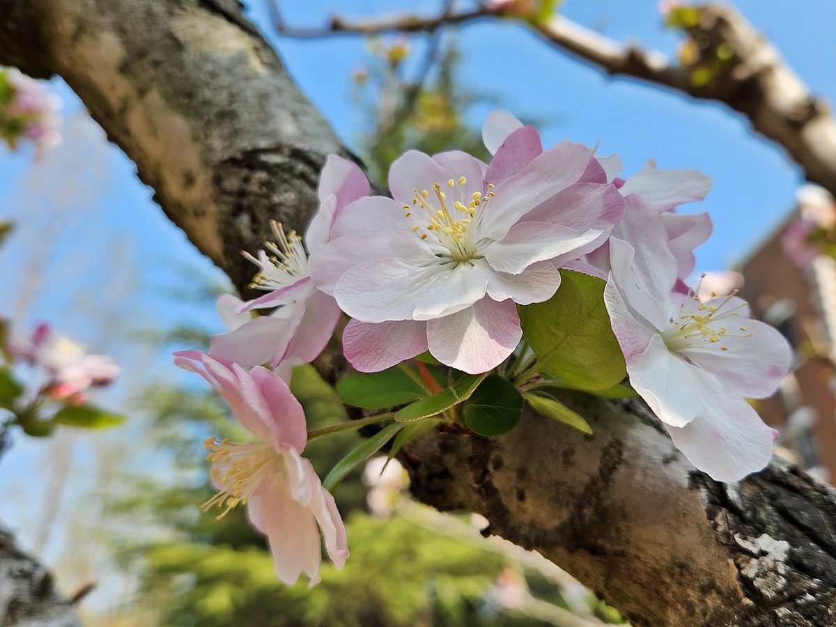 서부해당(꽃아그배나무)