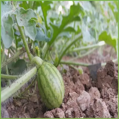 8월 제철음식 당도높은 수박 고르는 방법