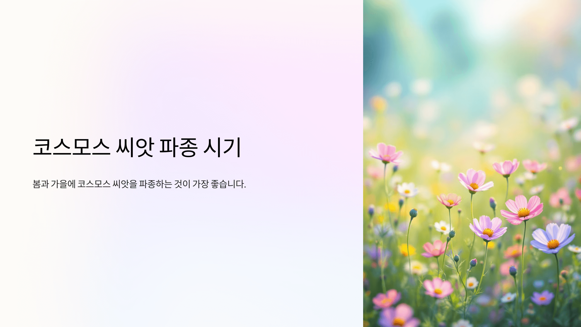 코스모스 사진입니다.