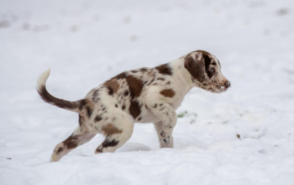 강아지 구충제가 필요한 이유 관련 사진