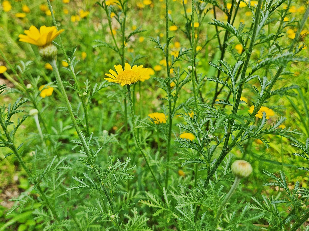 다이어스캐모마일