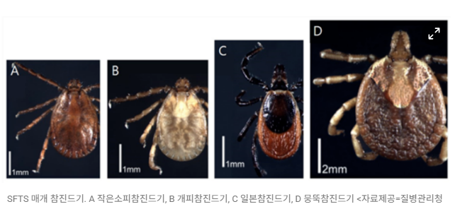 살인 진드기