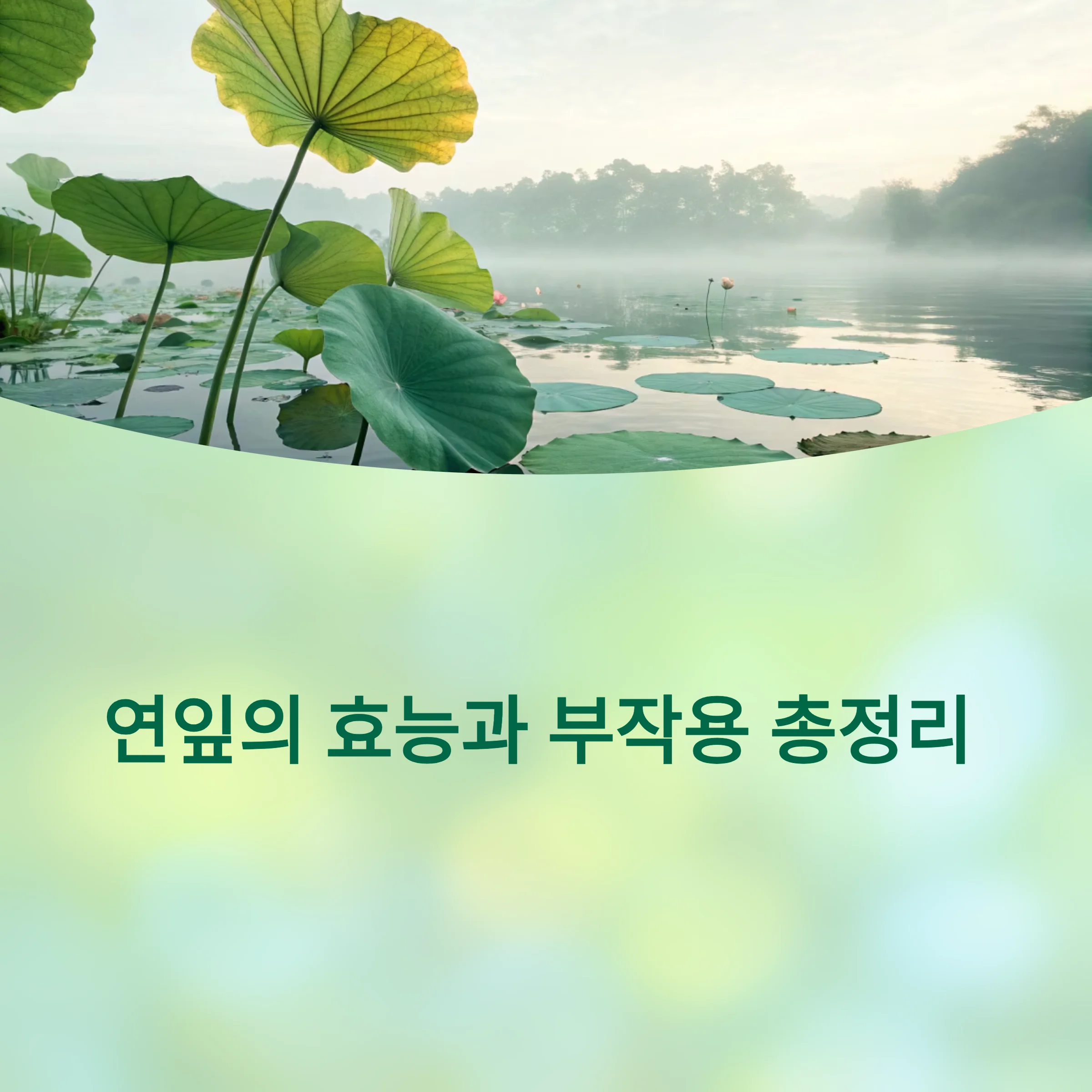 연잎-효능-부작용