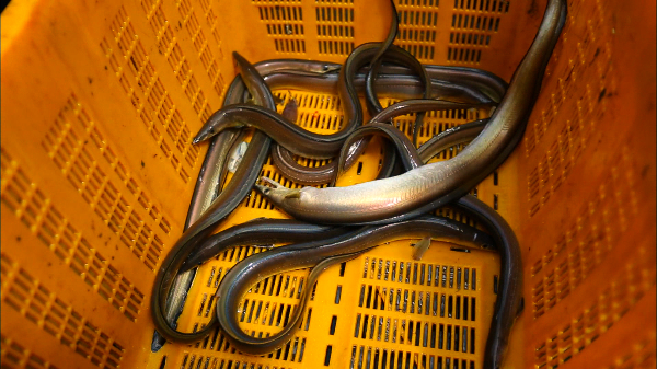 갯장어의 영양 성분