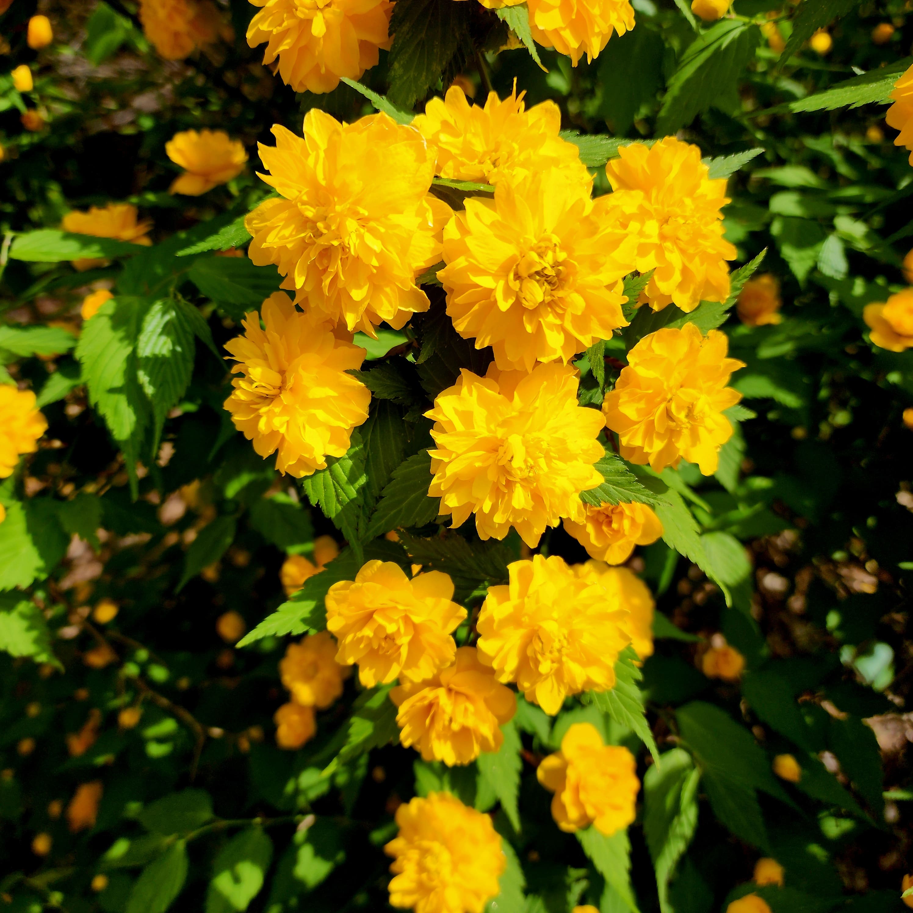 Kerria japonica f. pleniflora