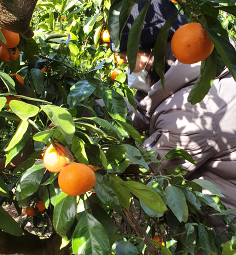 제주도 한달살기 4인가족 트로이테마농원 승마체험 귤따기 체험